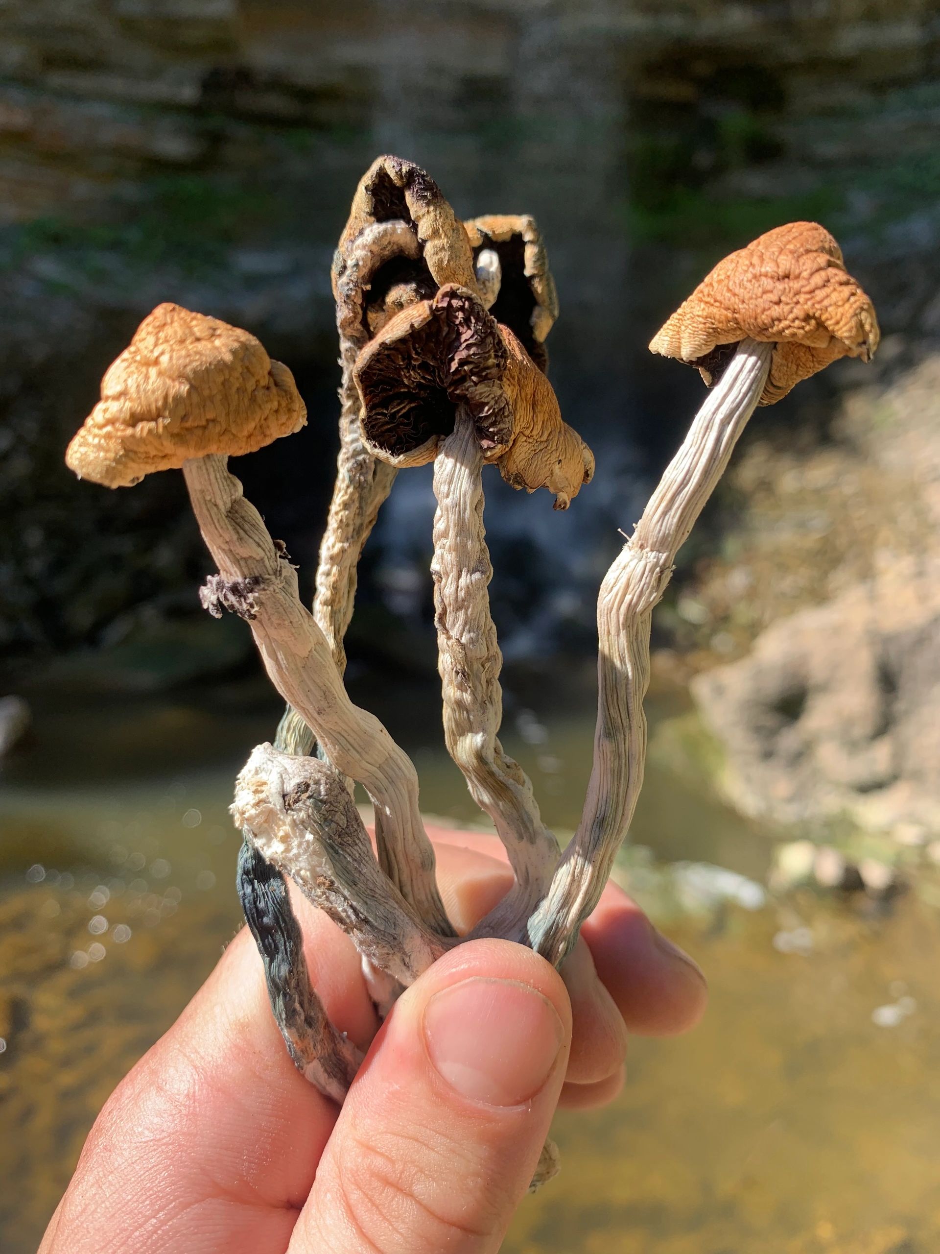 Blue Meanies (P. cubensis)