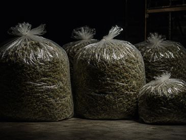 Large plastic bags filled with dried herbs or plant material.
