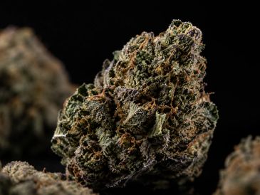 Close-up of a cannabis bud with trichomes and orange hairs.