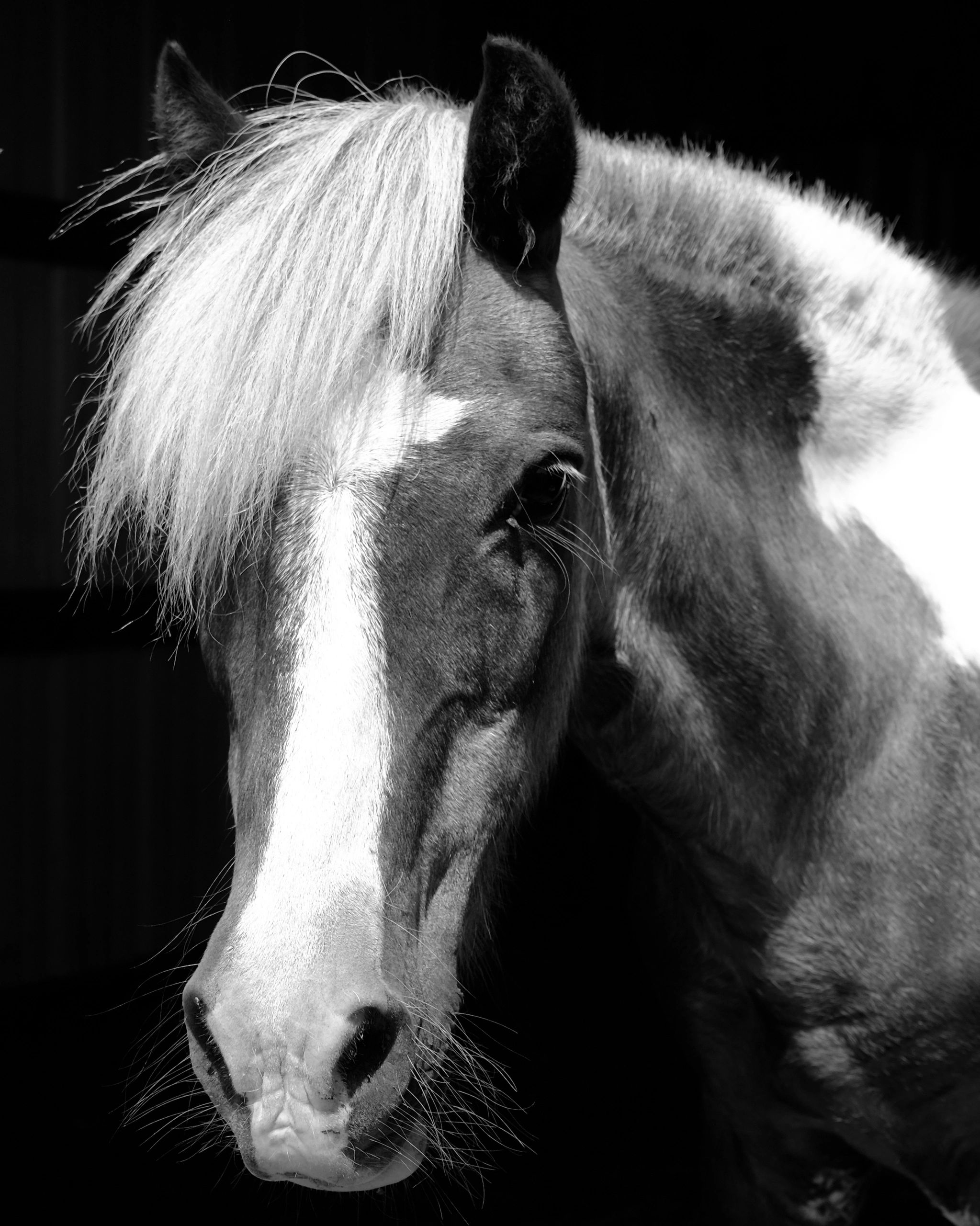 Martin Equine Solutions