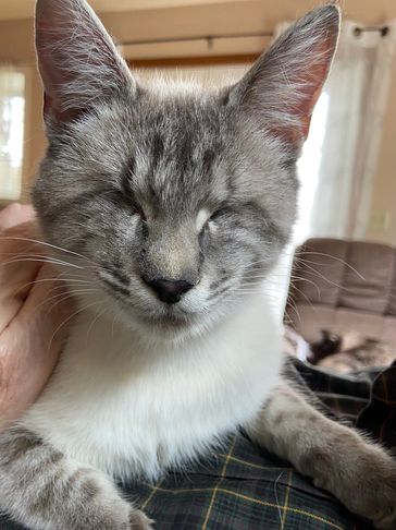 Close-up of a serene gray and white cat with eyes closed.