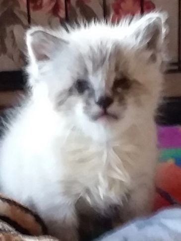 Fluffy white kitten with dark markings on its face sitting indoors.