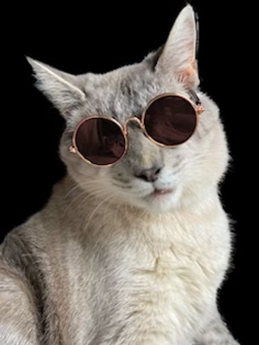 A cool cat wearing round sunglasses against a black background.