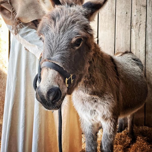 Live Nativity