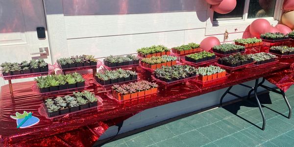 Valentines Party plant variety to pick from, so many choices 