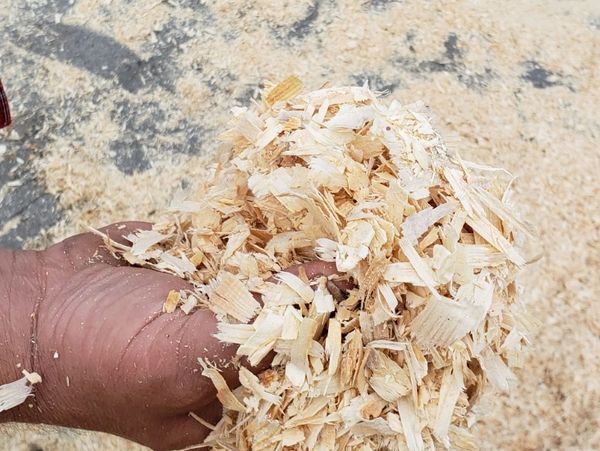 Hand holding light-colored wood shavings.