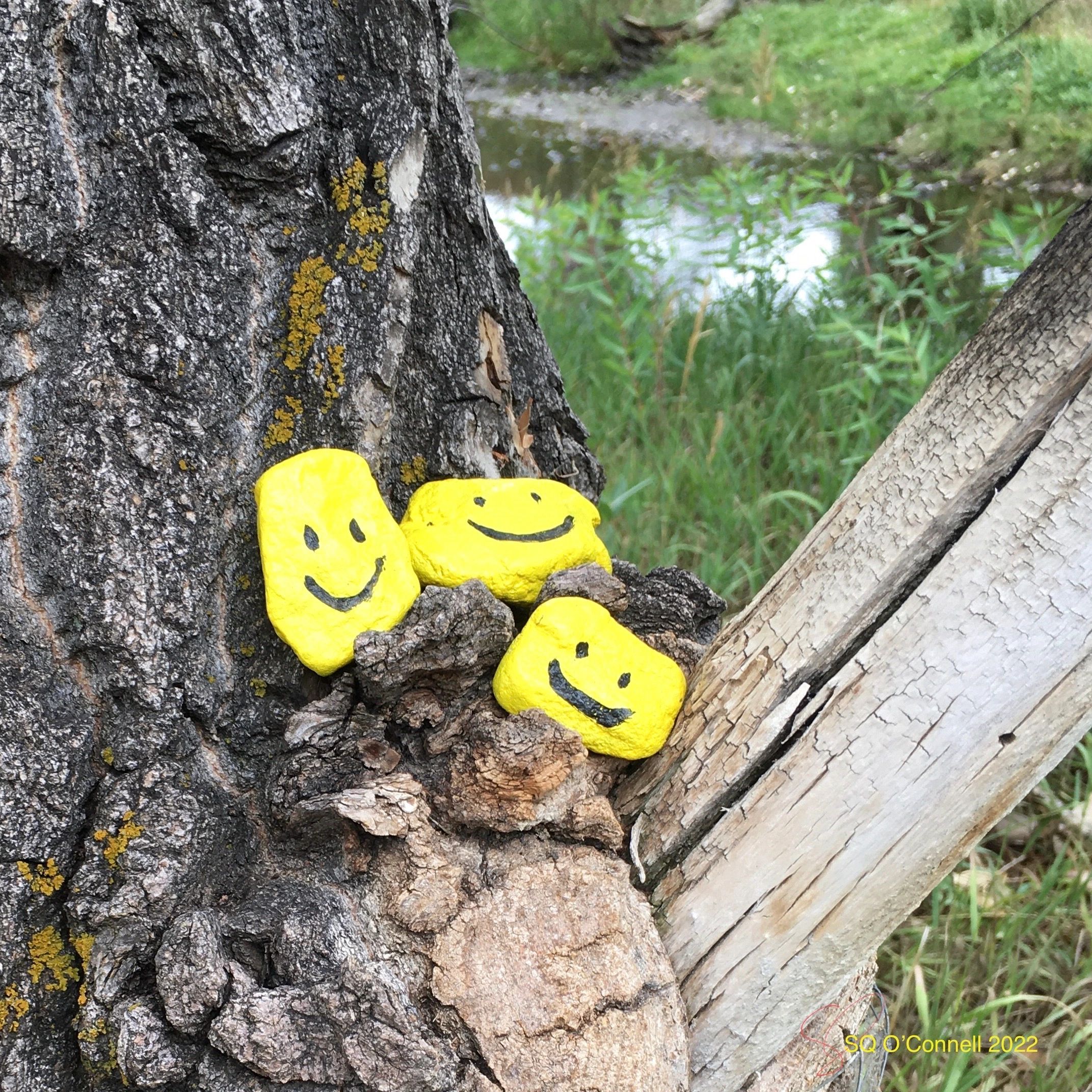 Three stones painted yellow with black smiley faces nestled in the crook of a tree by a stream