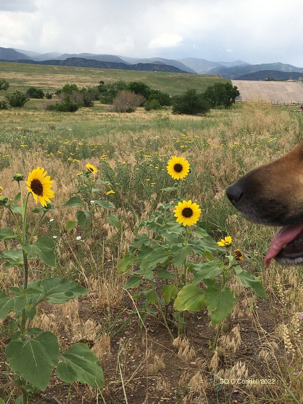 Fall meadow with blue foothills in the horizon. Dog Snout with tongue out by a group of sunflowers.