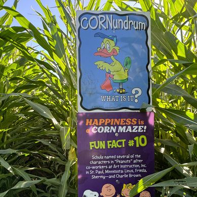 Sign titled CORNundrum with duck cartoon in a cornfield maze.
