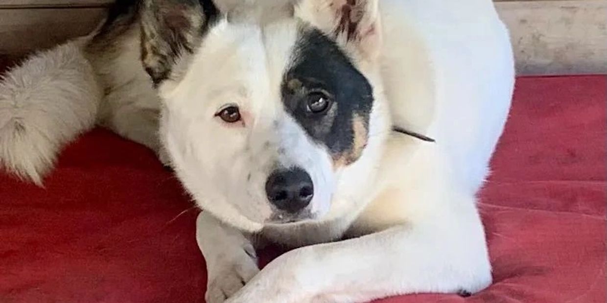 A white dog with patches of dark fur