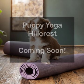 Coming soon to Hillcrest San Diego puppy yoga photo with text