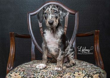 Lifelong Photography. Pet Portrait in studio. Snohomish, WA