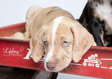 Lifelong Photography. Pet Portrait in studio. Snohomish, WA