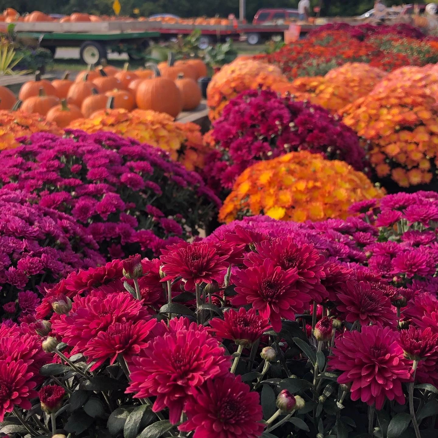 Mini Earth Greenhouses Garden Center, Nursery, Plant Nursery