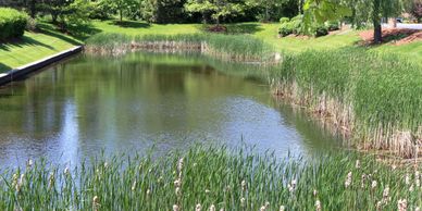 Tampa Pond Restorations