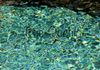 Lucent-Green