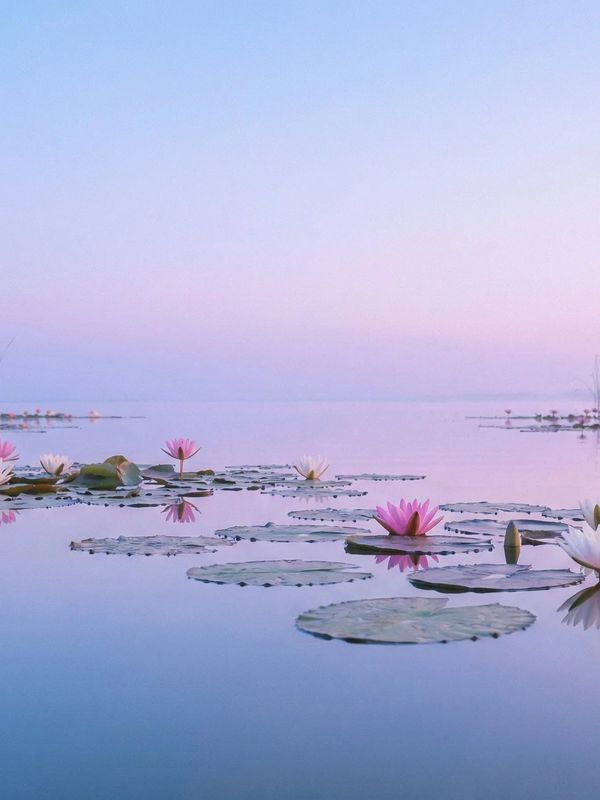 Tranquil water lilies bloom on a calm lake at dawn.