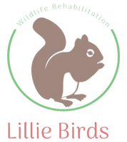 Lillie Birds Wildlife Rehabilitation