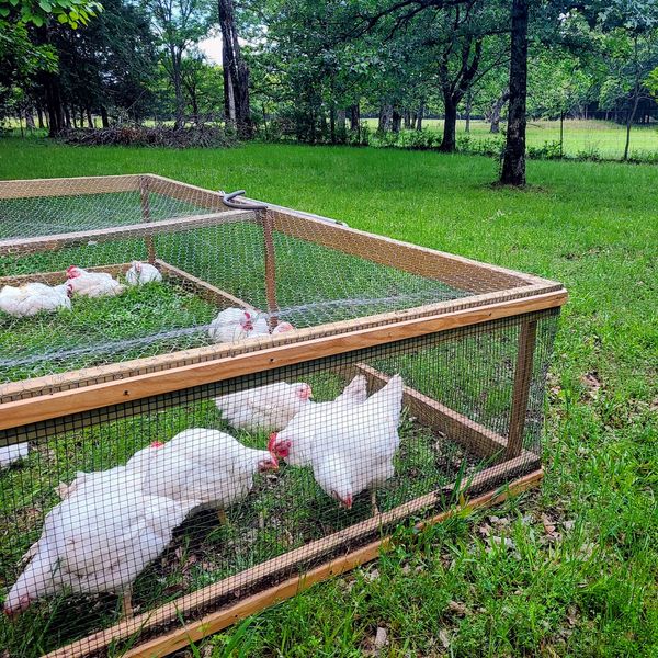 Chickens enjoying the grass and sunshine.