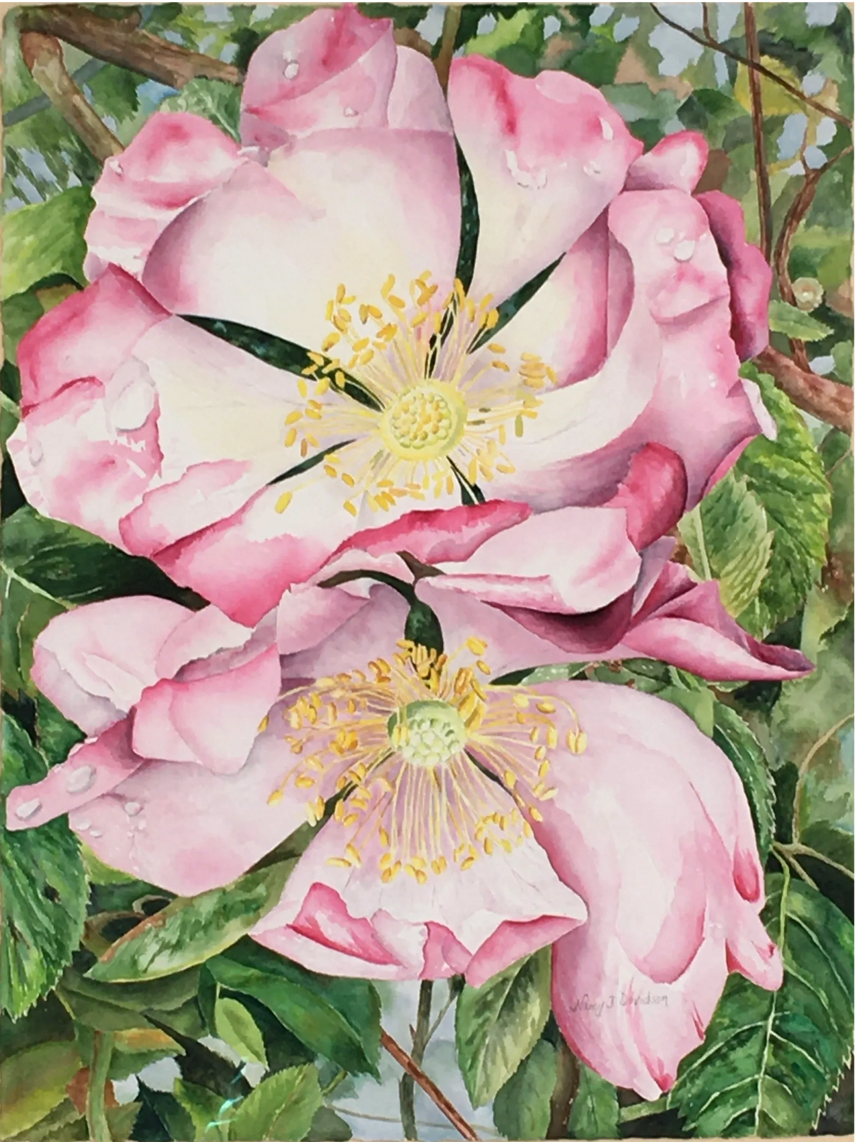 Scottish Roses
Watercolor
22 x 28" Arches 300 lb cold pressed paper
2017