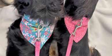Collared bandana has a leash attachment made from stainless steel for longevity and ease of walking 