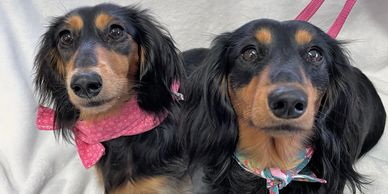 Collared Bandana with lead attached 