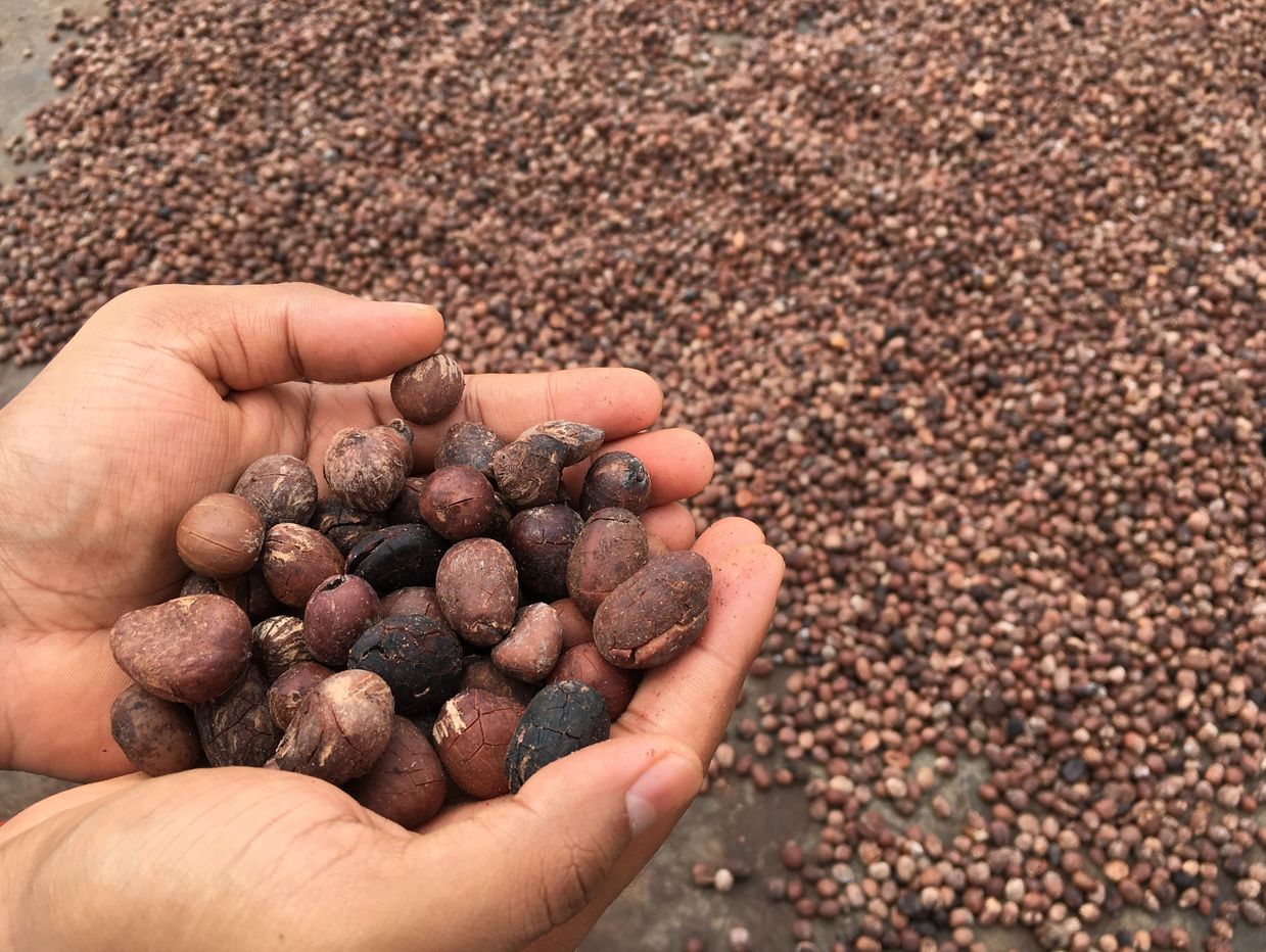 Sun dried shea nuts Banyan Trade Africa