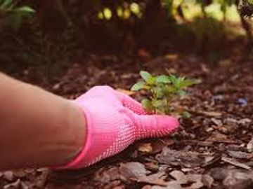 A gloved hand planting a small seedling in soil covered with dry leaves.