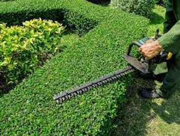 Person trimming a hedge with an electric hedge trimmer.