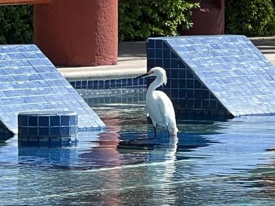 A white heron standing in a pool near blue tiled structures.
