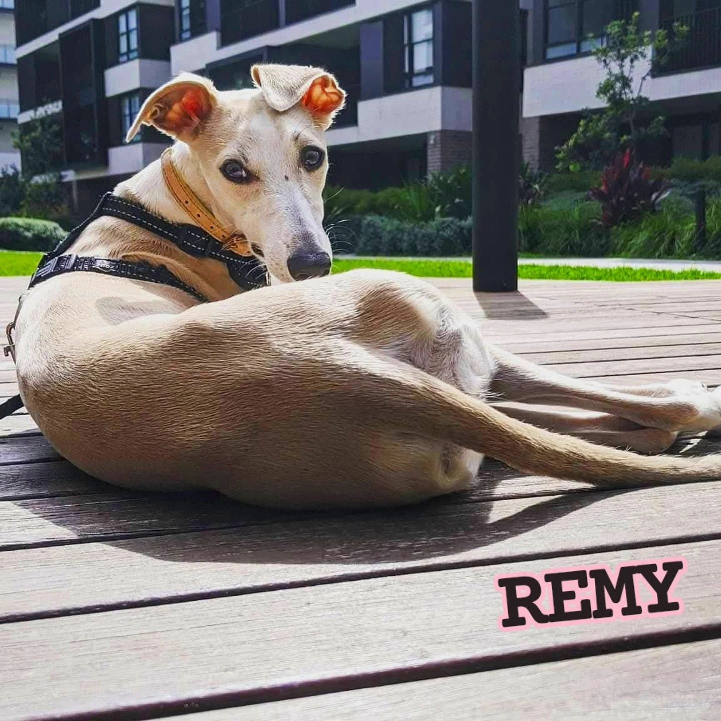 A dog named Remy lying on a wooden deck looking back.