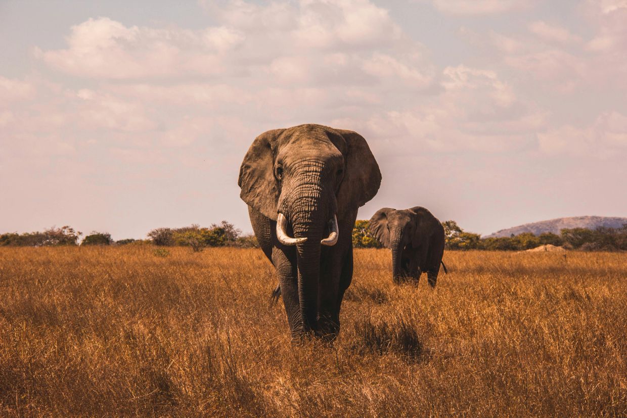 Two elephants walking through a golden grassland under a cloudy sky.