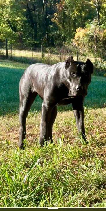 Black female Presa Canario