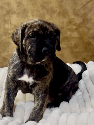 A brindle Presa Canario puppy with a black mask sits on a plush white blanket. Strong demeanor 