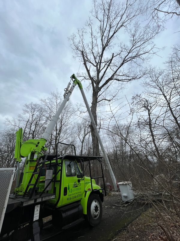 Tree Service