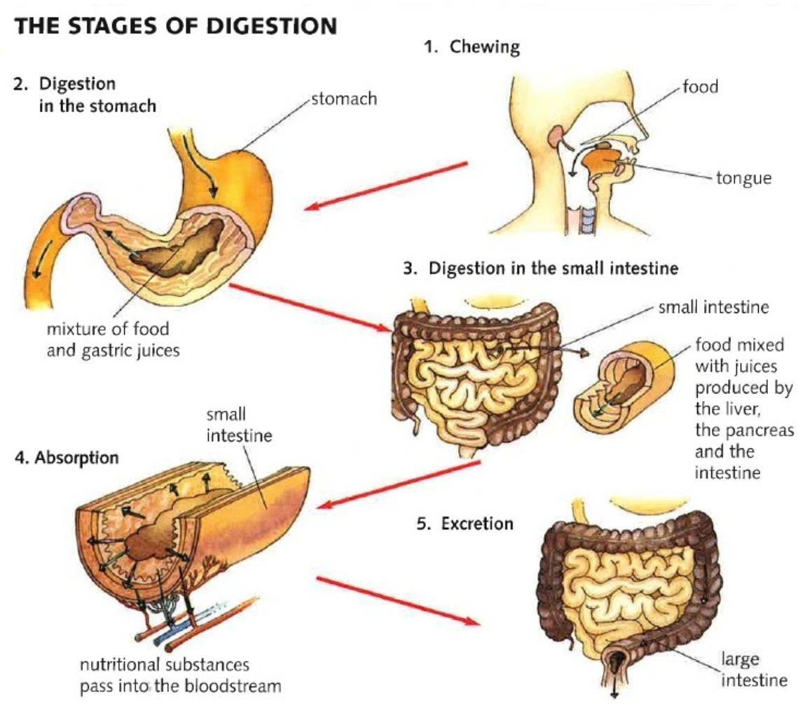 Ayurveda’s Six Stages of Digestion