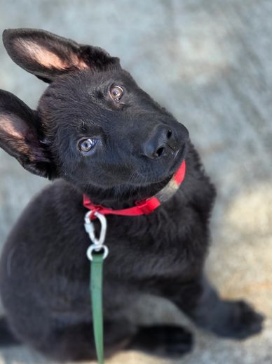 A curious black German Shepherd puppy with a red collar looks up.