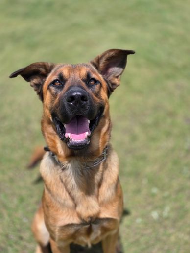 Happy dog with ears perked up sitting on grass.