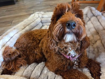 Curly brown dog resting on a soft blanket indoors.