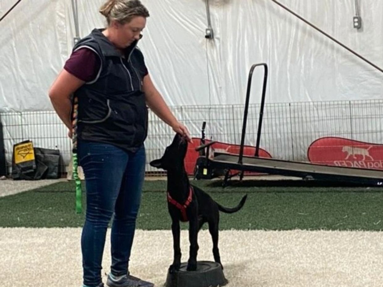 Woman training a black dog standing on a platform indoors.