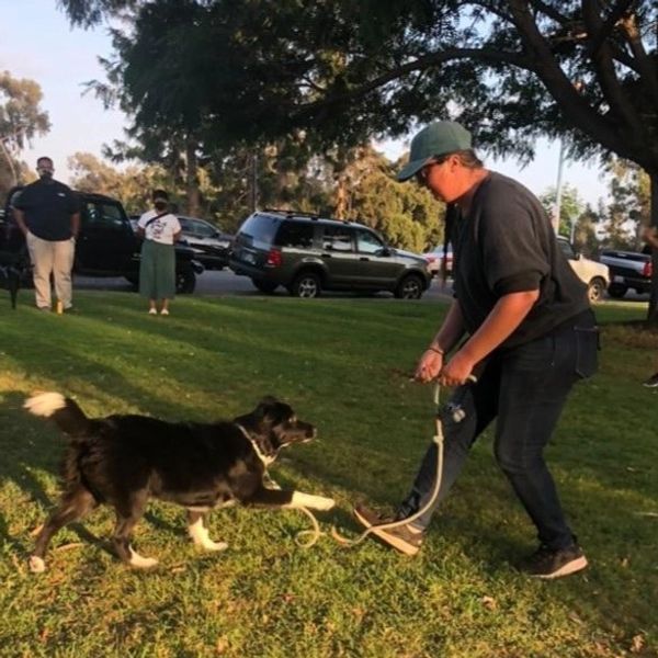 A person plays with a dog on a grassy area with onlookers and parked cars nearby.