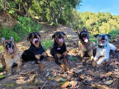Five happy dogs sitting on a forest trail with tongues out.