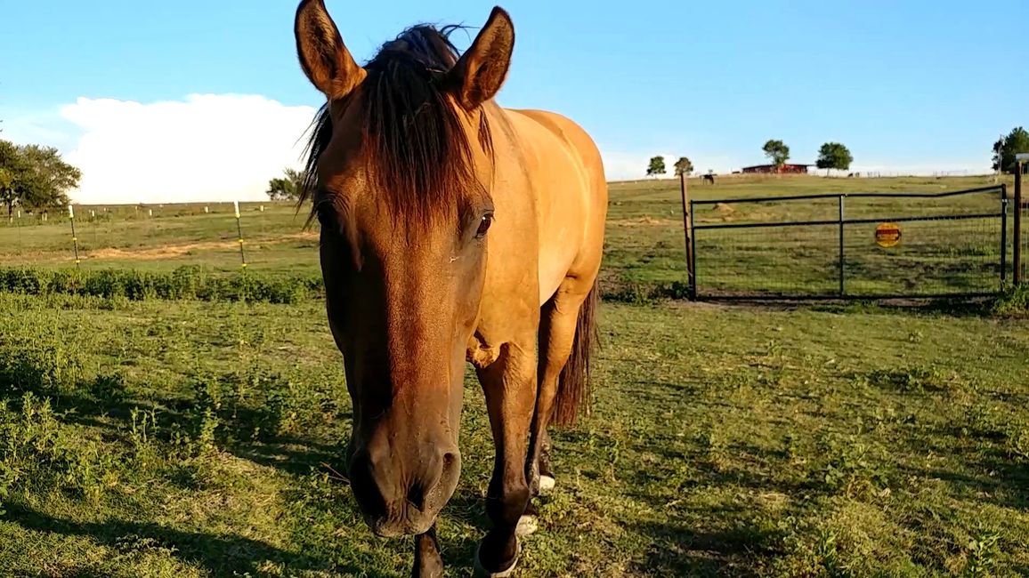 Volunteer GoldStar Stables