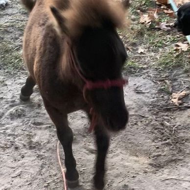 Our first miniature horse. (Dusty)