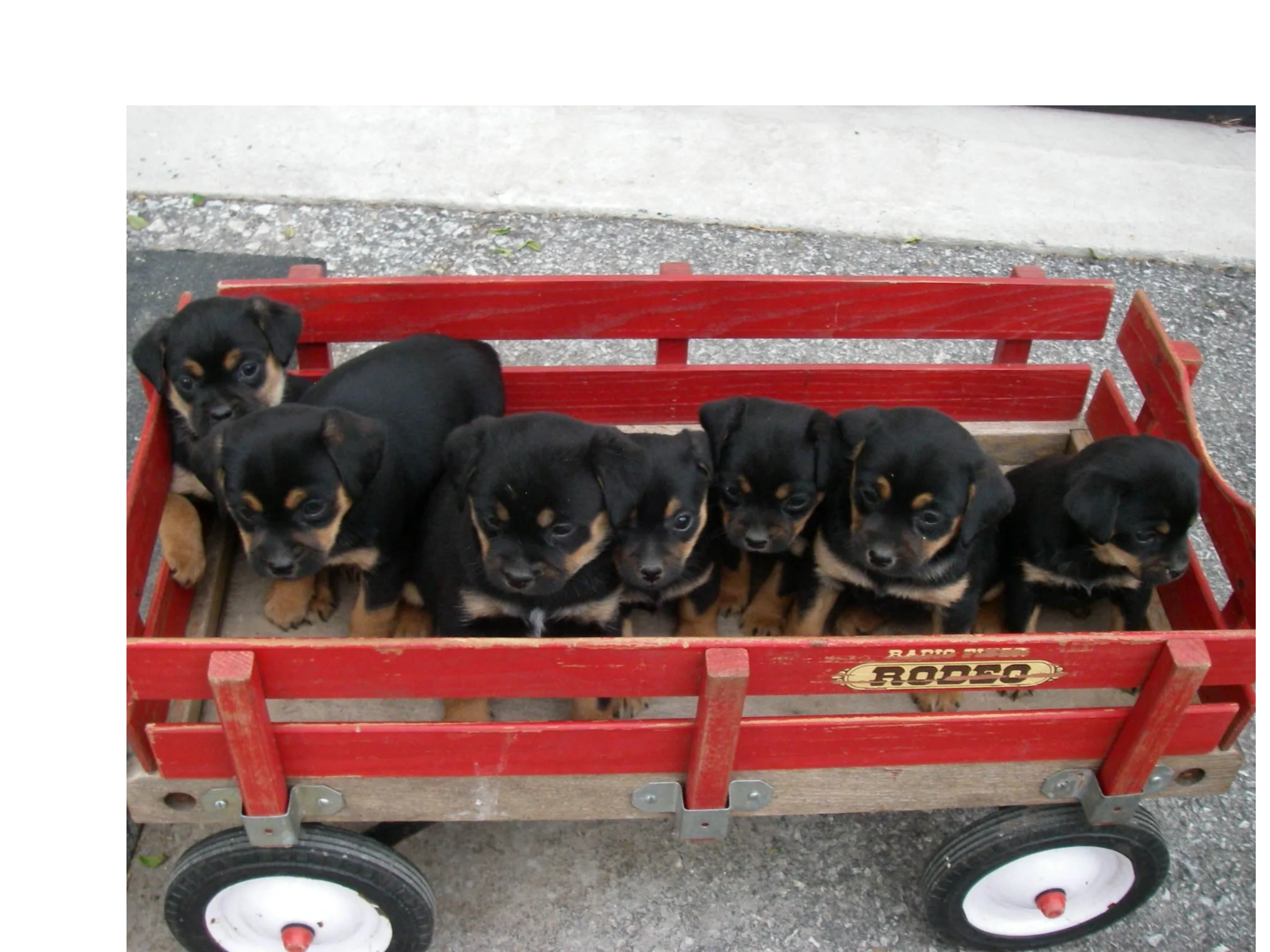 Countryside Puppies - Puppies for Sale, Miniature Rottweilers