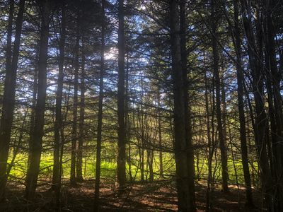 Plantation de mélèze pour de la captation carbone