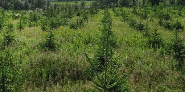 Plantation d'arbres pour neutralité carbone
