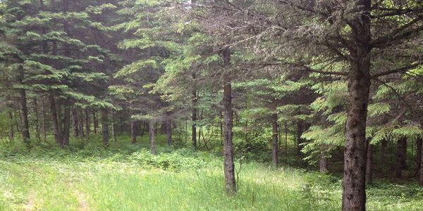 Plantation d'épinettes pour séquestration de GES
