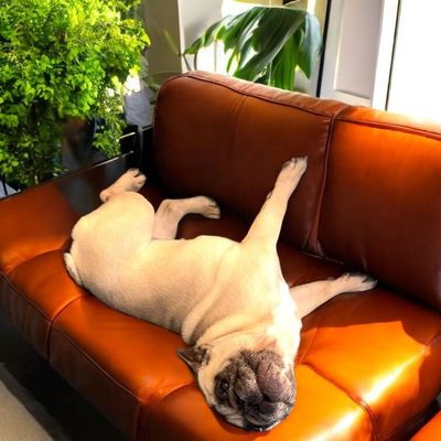 A pug sleeping upside down on an orange leather couch in sunlight.