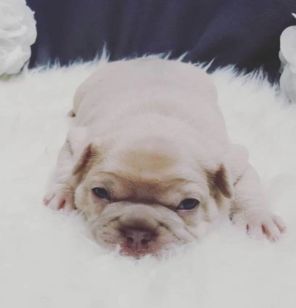 Elitare Frenchies | French Bulldog puppies | Bigrope French Bulldogs | Elitare Breeding Program
